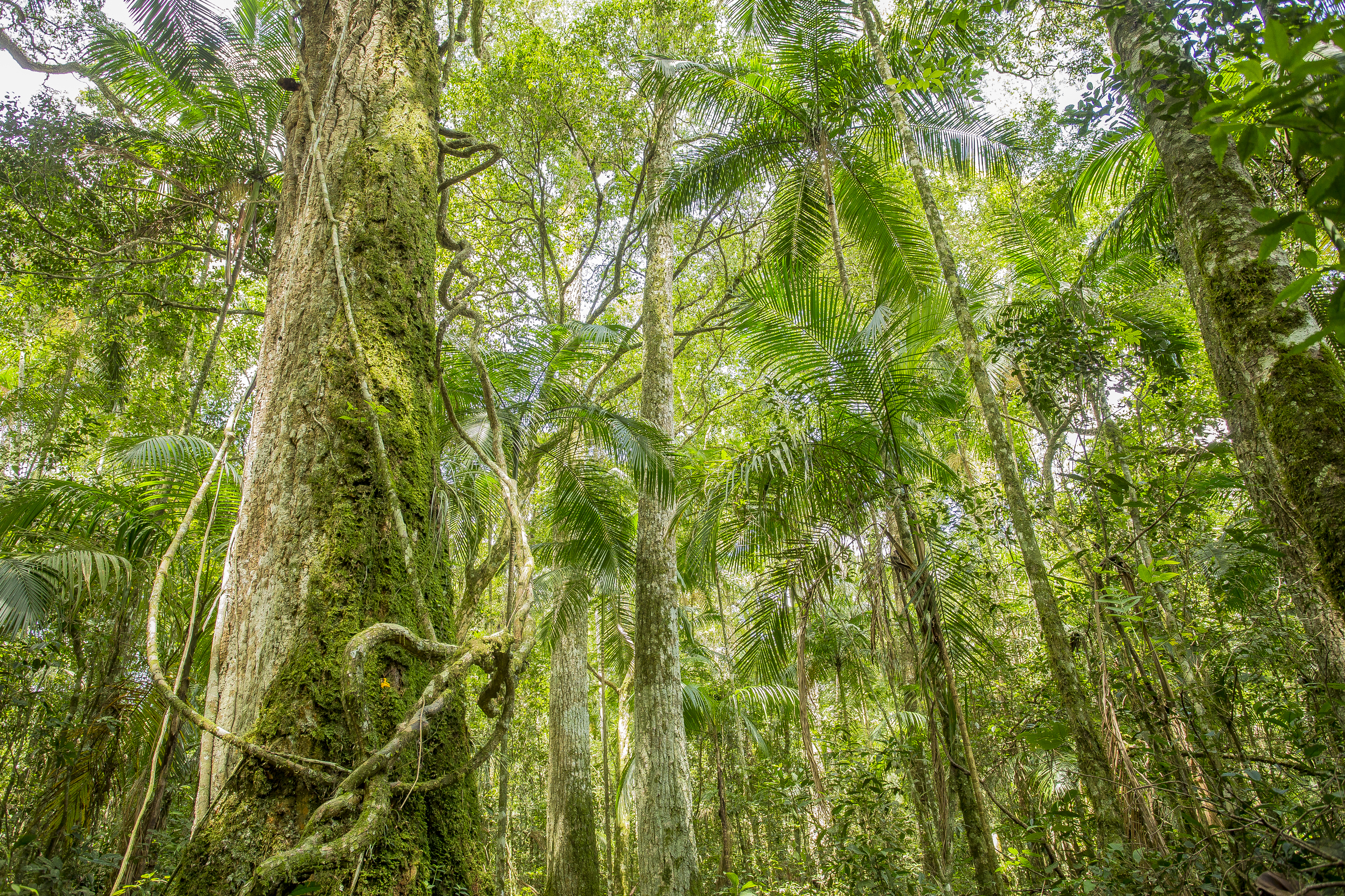 Jungle certified forest